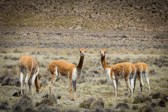 12 Vicuna.jpg